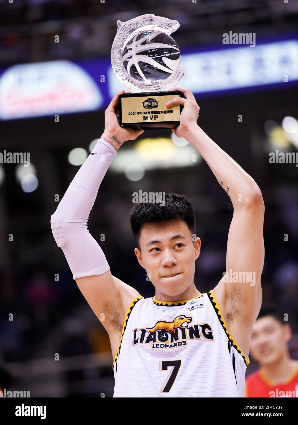 侏儒河馬的 侏儒河馬的